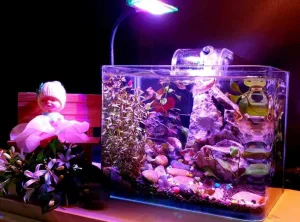 Bể cá mini tích hợp đèn LED