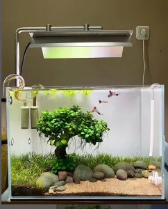 Hồ cá mini phù hợp để bàn làm việc