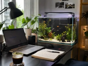 Bể cá cảnh mini