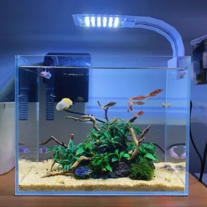 Lợi ích của bể cá mini để bàn