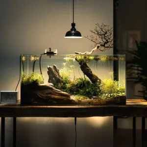 Bể cá trong phòng khách