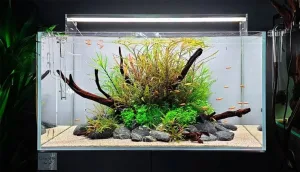 Đèn led trang trí hồ cá