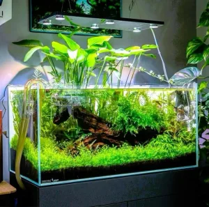 Trang trí bể cá mini đẹp