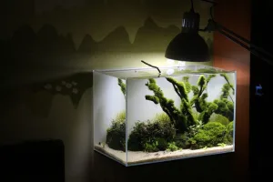 Bể cá mini tự làm
