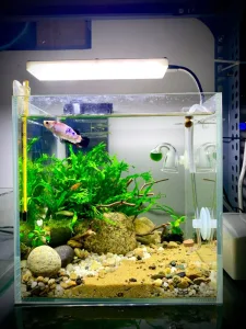 bể cá thủy sinh mini để bàn