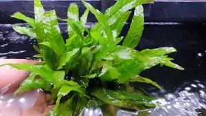 Dương Xỉ Java - Cây thủy sinh chịu ánh sáng yếu tốt, lá dài xanh sáng độc đáo. Thích hợp trang trí bố cục tự nhiên, ít tốn công chăm sóc.