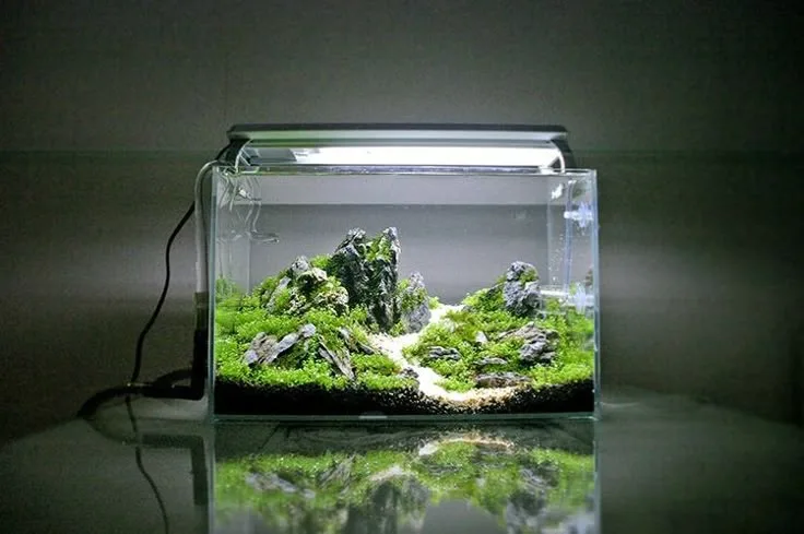 Bể cá cảnh mini