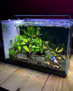 Bể cá mini kính vuông