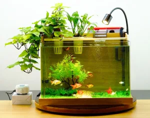 bể cá mini decor cho bàn làm việc bàn học giải tỏa áp lực