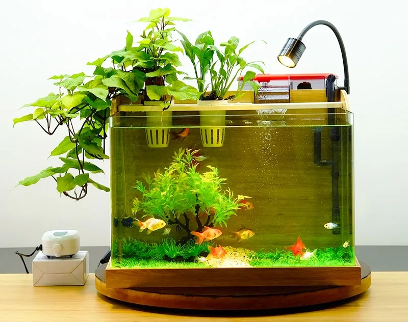 bể cá mini decor cho bàn làm việc bàn học giải tỏa áp lực