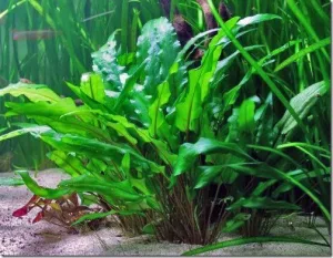 Sở hữu những chiếc lá dài mềm mại, mép lá gợn sóng nhẹ mang lại nét đẹp tự nhiên, hoang sơ cho bể cảnh. Cây phát triển thành từng bụi dày, có hệ rễ bám đất cực tốt, giúp làm sạch nền và ổn định môi trường nước.