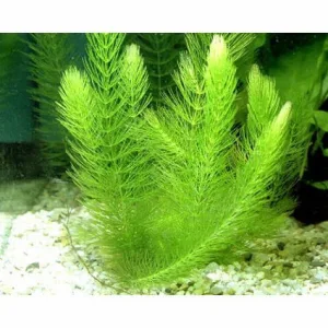 Loại rong thủy sinh cực kỳ phổ biến nhờ khả năng phát triển siêu tốc. Thân cây dài với các lá kim nhỏ mọc vòng quanh, tạo thành những cụm xanh non dày xốp như đuôi chồn. Cây có khả năng hấp thụ dinh dưỡng dư thừa trong nước rất tốt, giúp hạn chế rêu hại và là nơi trú ẩn lý tưởng cho cá con, tép cảnh.