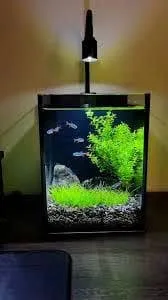 Đây là dòng bể cá mini công nghệ mới, tích hợp sẵn các thiết bị phụ kiện như hệ thống lọc nước, đèn LED chiếu sáng, thậm chí là cổng sạc USB