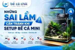Những sai làm cần tránh khi setup bể cá mini