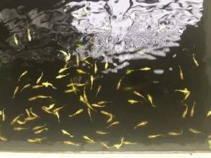 Thiếu oxy cá nổi đầu