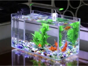 Bể Nuôi Cá Beta Đẹp, Chuẩn Kỹ Thuật – Hướng Dẫn Chọn Bể Từ A-Z