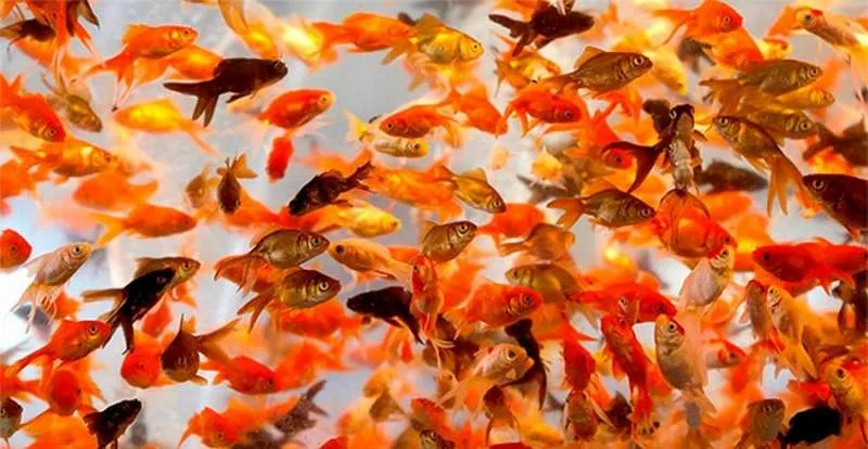 Cá vàng có thể sống mà không cần máy sủi oxy không?