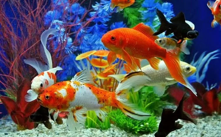 Các loại bể nuôi cá cảnh phổ biến hiện nay