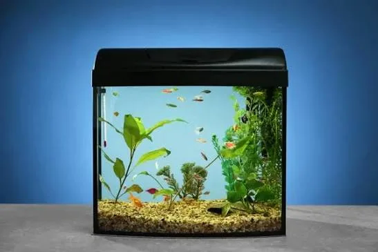 Chăm sóc cá cảnh trong bể nhỏ như thế nào để luôn khỏe mạnh?