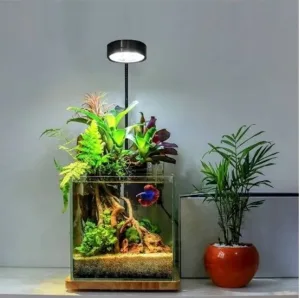 Bể cá mini để bàn