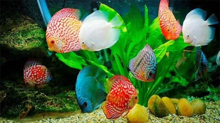 Top 12 cá cảnh dễ nuôi nhất được nhiều người lựa chọn