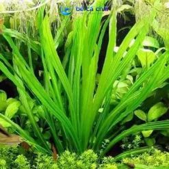 Alternative view of Cây Thủy Sinh Cắt Cắm Không Cần CO2 Cho Hồ Cá Hồ Thủy Sinh