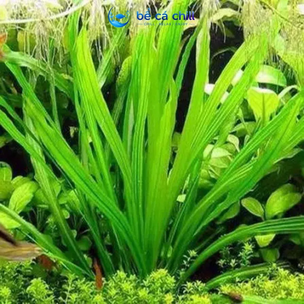 Cây Thủy Sinh Cắt Cắm Không Cần CO2 Cho Hồ Cá Hồ Thủy Sinh - Ảnh 2