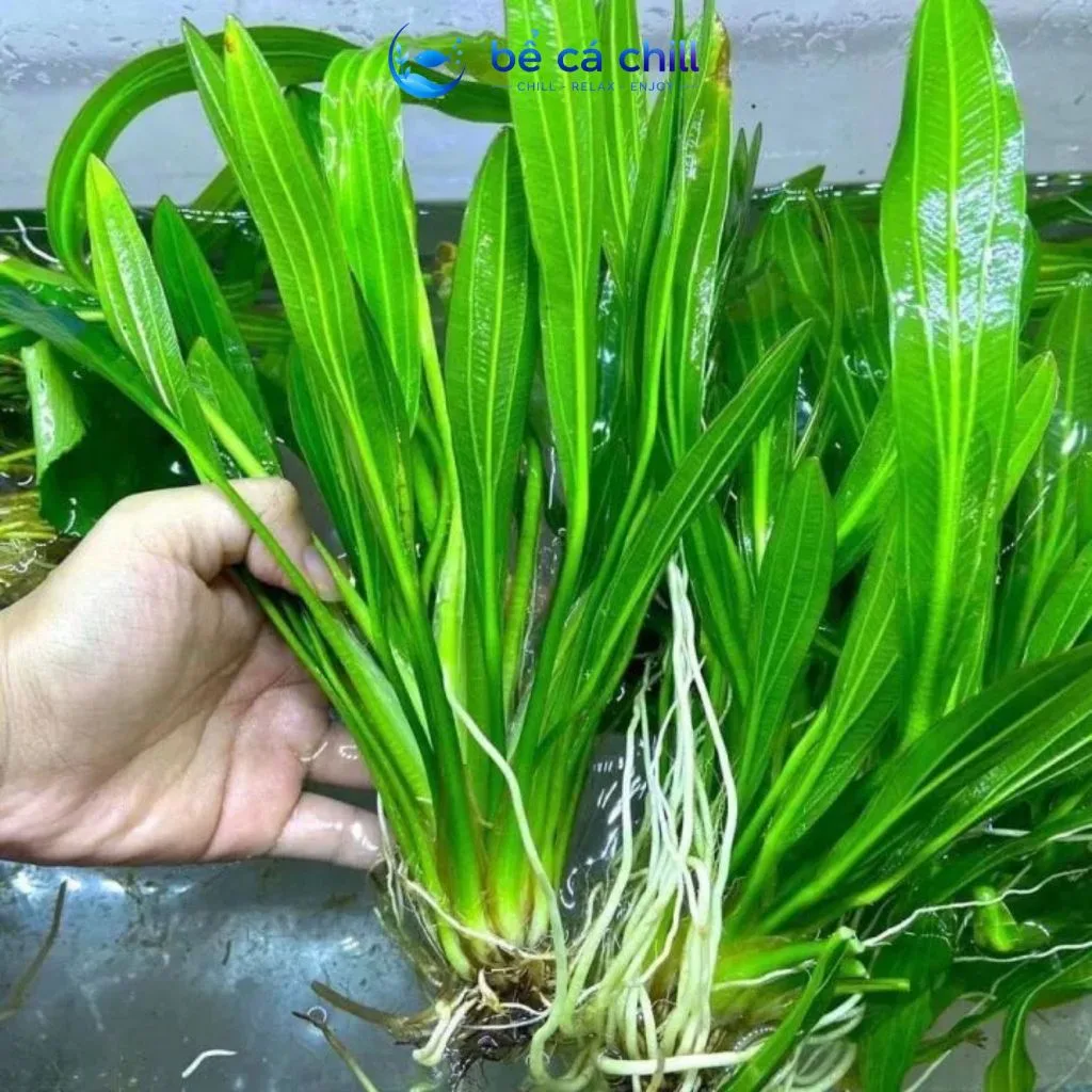 Cây Thủy Sinh Cắt Cắm Không Cần CO2 Cho Hồ Cá Hồ Thủy Sinh - Ảnh 3