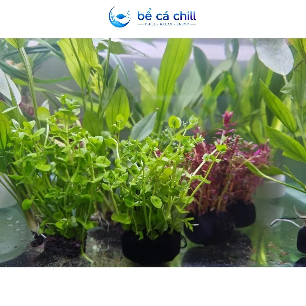Cây Thủy Sinh Cắt Cắm Không Cần CO2 Cho Hồ Cá Hồ Thủy Sinh - Ảnh 4