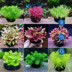 Cây Thủy Sinh Cắt Cắm Không Cần CO2 Cho Hồ Cá Hồ Thủy Sinh